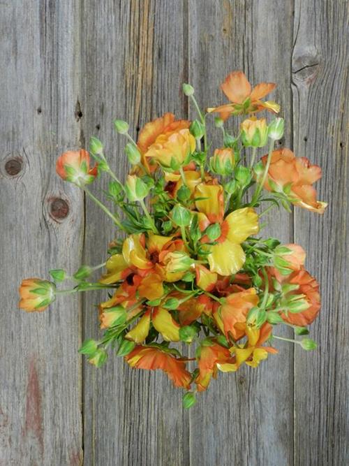 BUTTERFLY ORANGE RANUNCULUS
